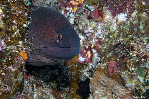 Maldives 2021 - Murene a taches jaunes -Yellowmarging moray -  Gymnothorax flavimarginatus - DSC00312_rc